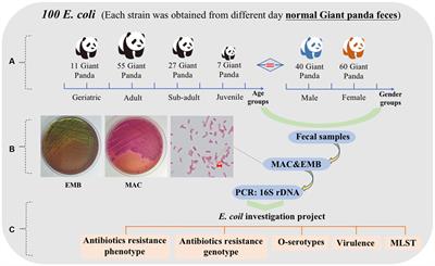 Antimicrobial resistance, serogroups, virulence gene profiles and MLST of Escherichia coli from giant panda